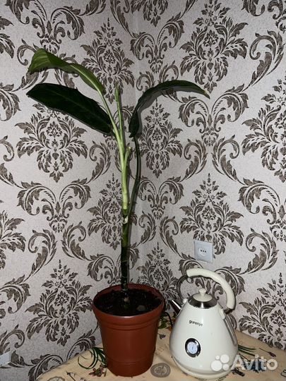 Живые комнатные растения