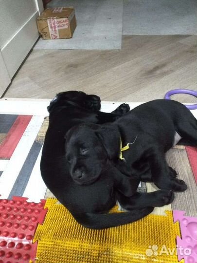 Щенки лабрадора черные