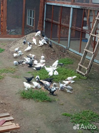 Продажа голубей