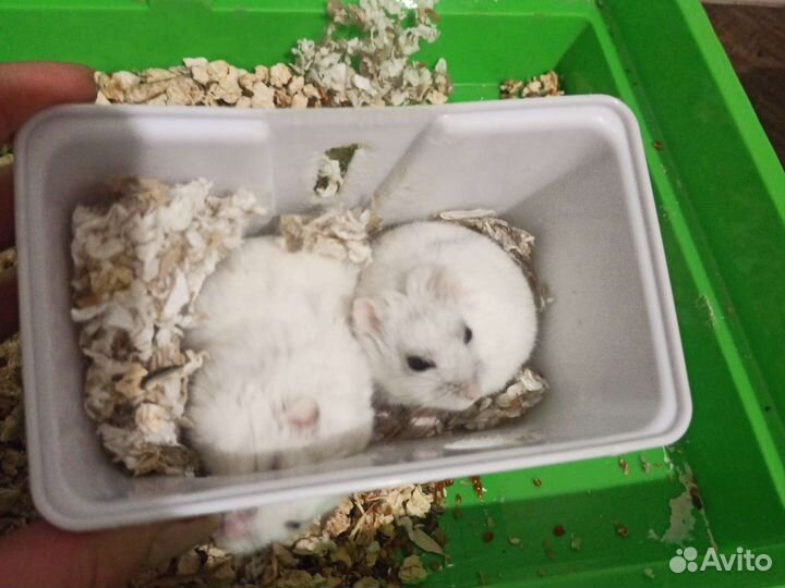 Клетка с хомяками джунгариками