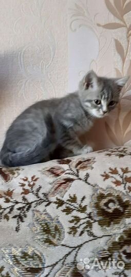 Кошка в дар бесплатно