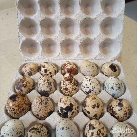 Яйцо перепелиные инкубационное
