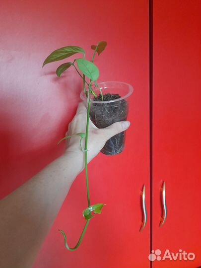 Эпипремнум пинантум себу блю