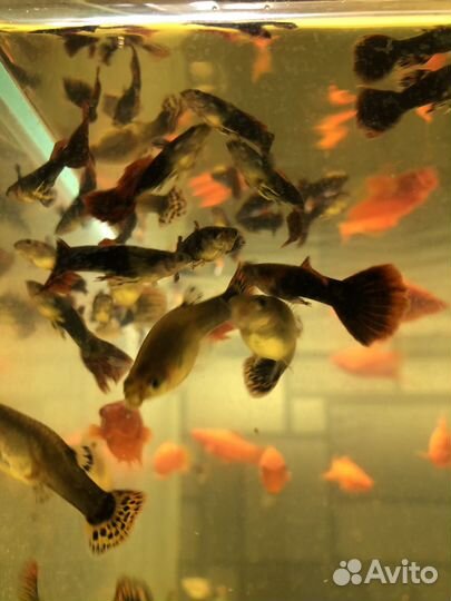 Аквариумные рыбки, Тернеции, Гуппи, Макропод