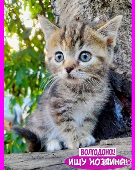 Котенок в дар