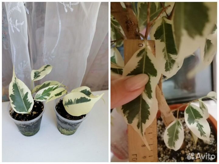 Фикусы Де гантель, Пикси, Альбомаргината