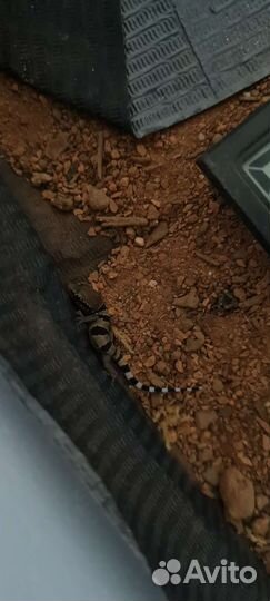 Геккон полупалый триедурус Hemidactylus triedurus