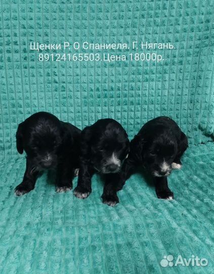 Русский охотничий спаниель