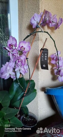 Орхидея фаленопсис