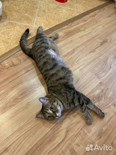 Кошечка в добрые руки