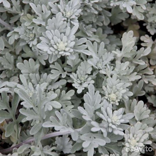 Полынь Стеллера