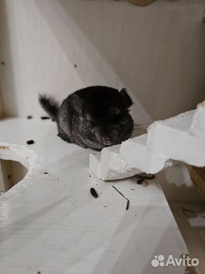 Малыши Шиншиллы