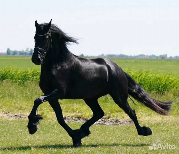 Продажа лошадей