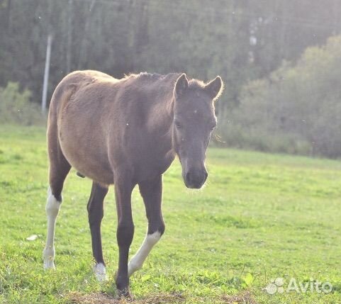 Жеребята и лошади