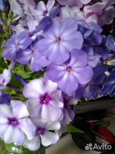 Флоксы многолетние