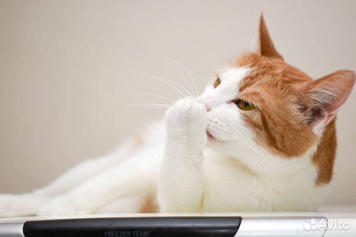 Кошка Буся в добрые руки