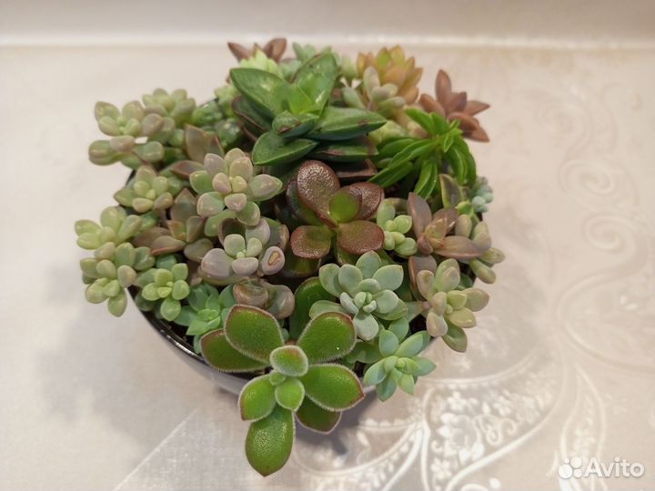 Композиция из суккулентов
