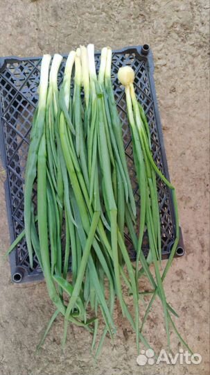 Свежие овощи и зелень из деревни