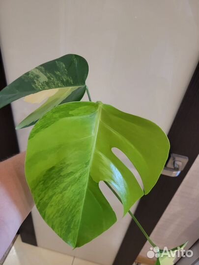 Монстера yellow splash