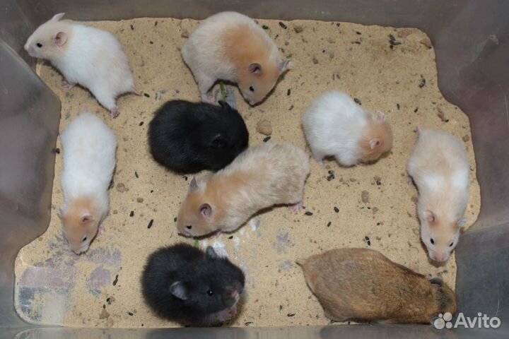 Хомяки сирийские