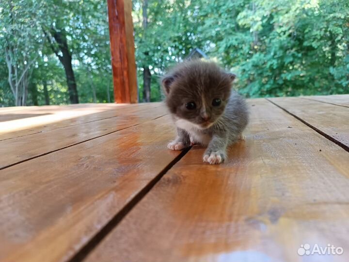 Котята в добрые руки