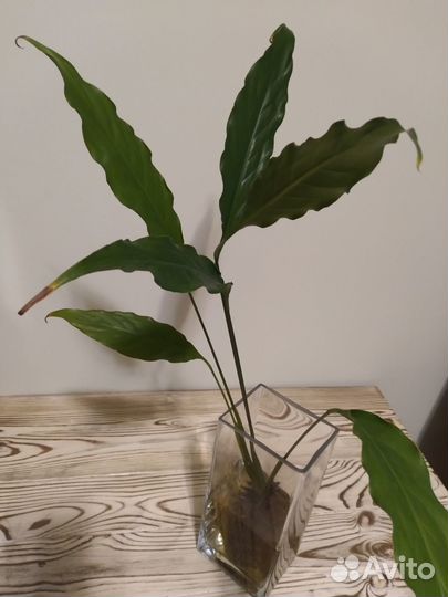 Спатифиллум