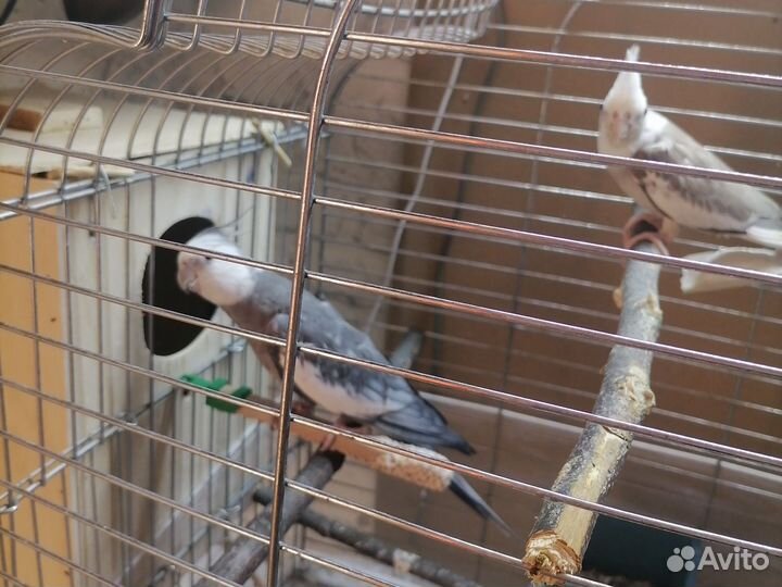 Попугай карелла