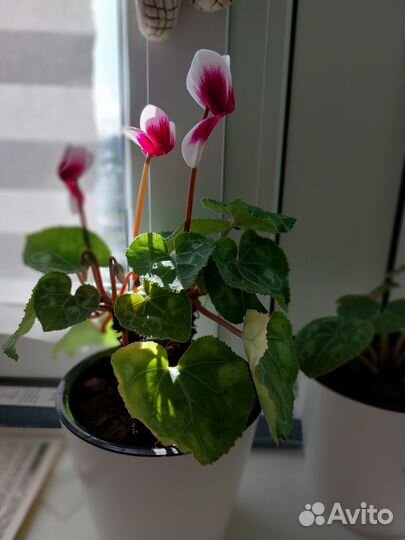 Продажа комнатных цветов