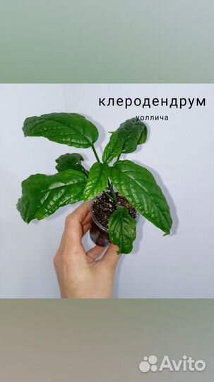 Сансевиерии, калатеи, клеродендрум уоллича и др