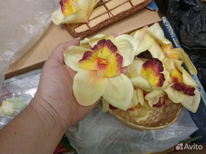 Головки орхидей