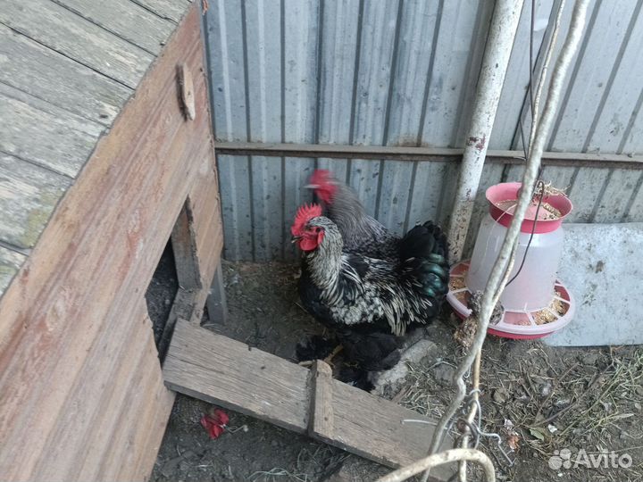 Петух пол года