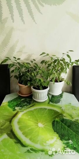 Цветы для дома