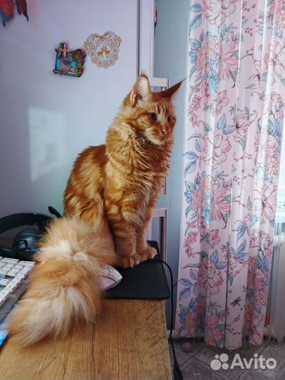 Мейн-кун полидакт вязка