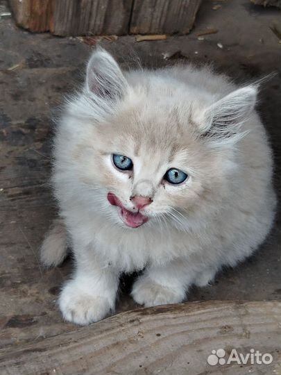 Котята в добрые руки бесплатно