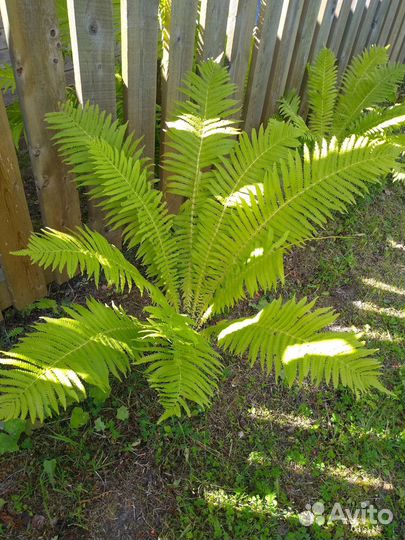 Папоротник