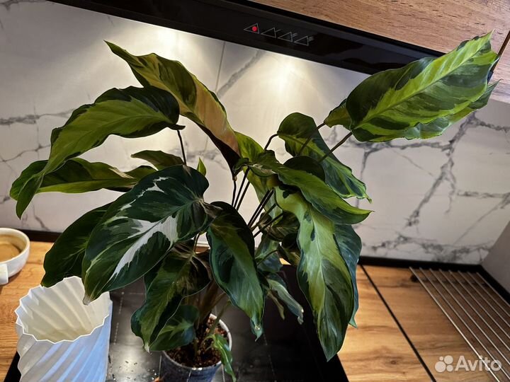 Калатея электрик шок