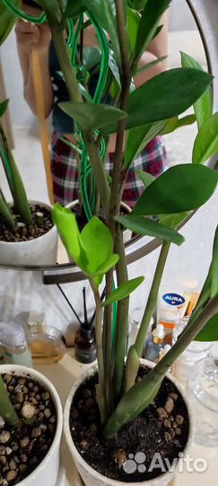 Замиокулькас