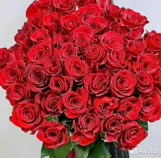 Высокие Розы Гиганты Доставка Круглосуточно