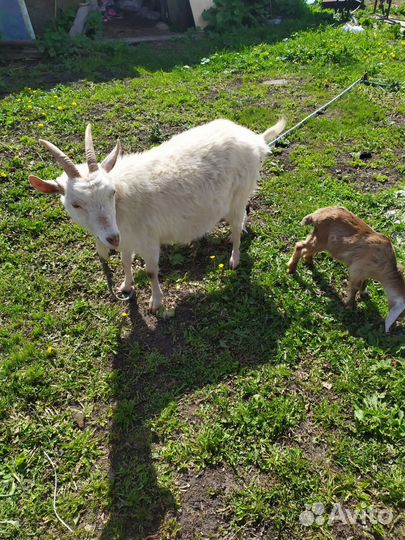 Продам коз и козочек быстро