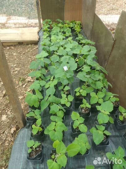 Саженцы павловния