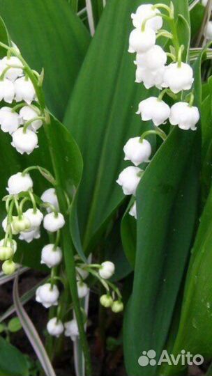 Ландыши рассада