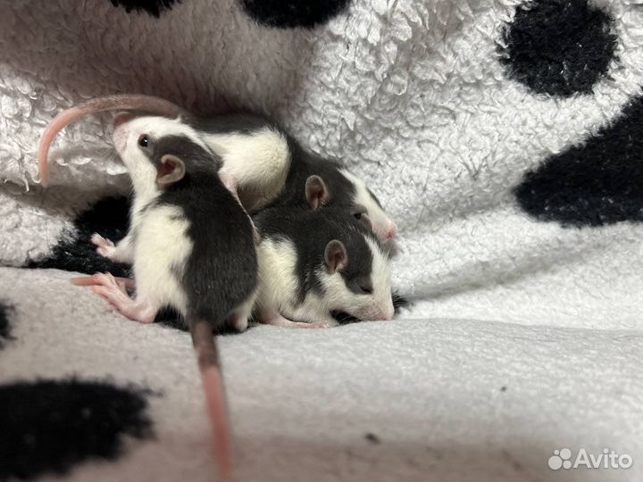 Крыса дамбо