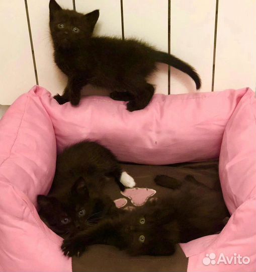 Чёрные котята в дар