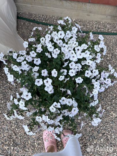 Петунья тайдал