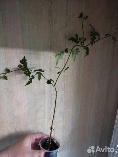 Редкие комнатные растения