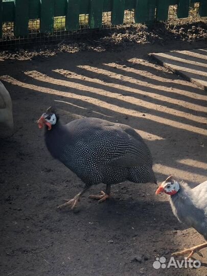 Птица цесарки