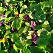 Фиалка душистая (Viola odorata)