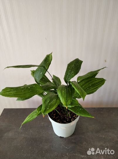 Аспидистра Милки Вэй, пеперомия Джелли