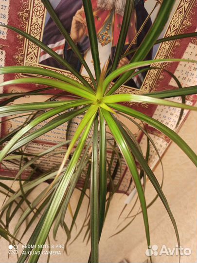 Драцена маргината