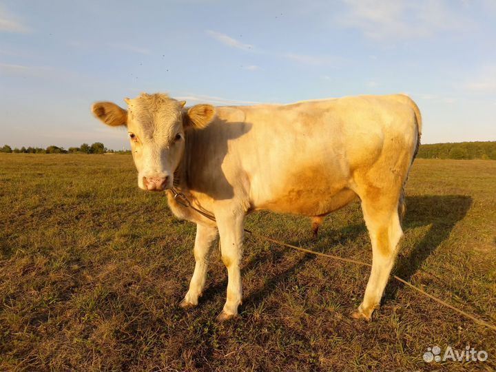 Бычки и бык